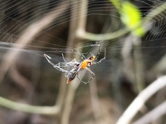 Leucauge fastigata