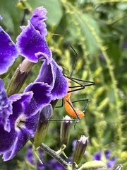 Zelus longipes