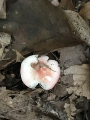 Russula betularum