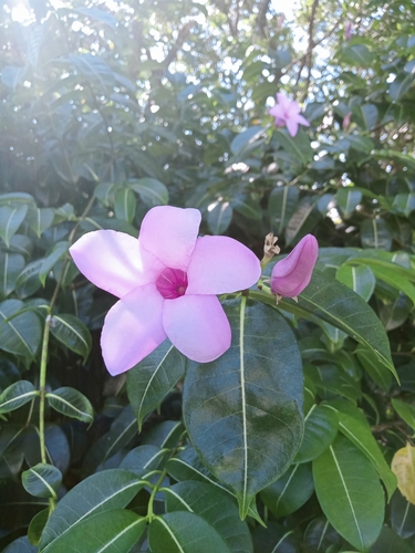 Cryptostegia grandiflora