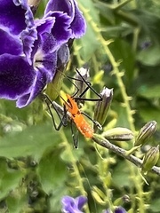 Zelus longipes