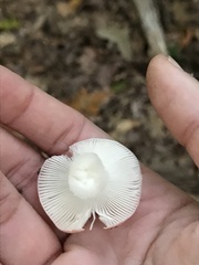Russula betularum