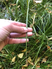Carex tuckermanii