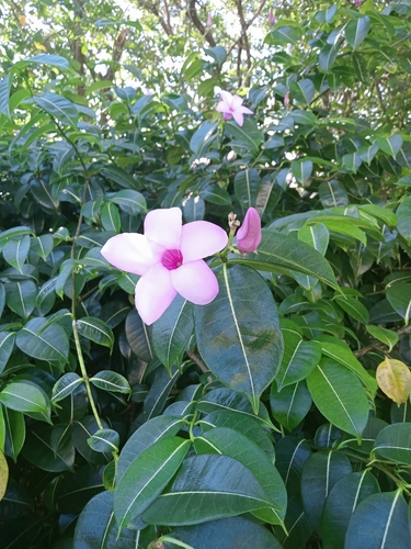 Cryptostegia grandiflora