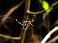 Leucauge fastigata