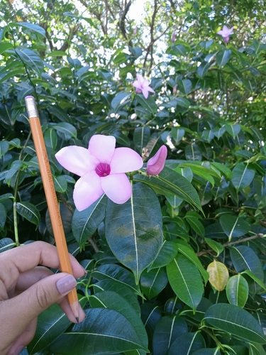 Cryptostegia grandiflora