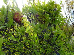 Forestiera pubescens pubescens