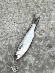 Mugil curema