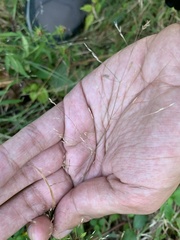 Agrostis perennans