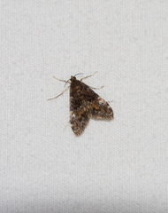 Elophila obliteralis