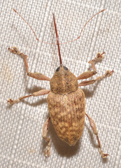 Curculio caryae