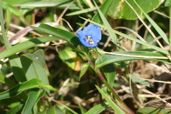 Commelina cyanea