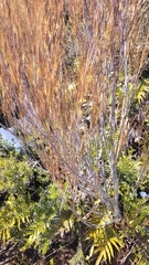 Dracophyllum longifolium