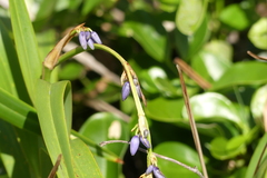 Dianella caerulea