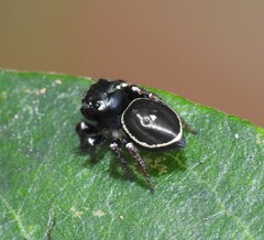 Zenodorus orbiculatus