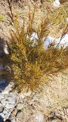 Dracophyllum longifolium