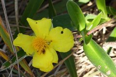 Hibbertia scandens