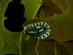 Onchidella nigricans