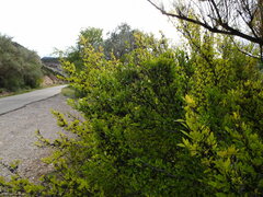 Forestiera pubescens pubescens