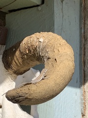Urosaurus nigricauda