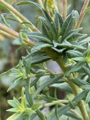 Asphondylia solidaginis