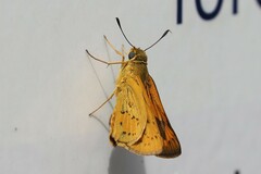 Cephrenes trichopepla