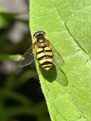 Syrphini