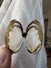 Hiatula siliquens
