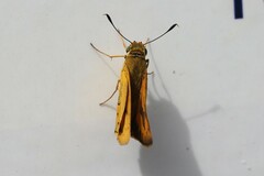 Cephrenes trichopepla