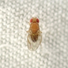 Drosophila melanogaster
