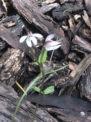 Caladenia prolata