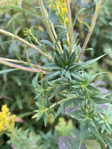 Asphondylia solidaginis photo 5