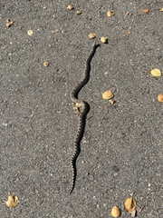 Pituophis catenifer deserticola