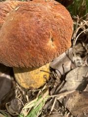 Rugiboletus extremiorientalis