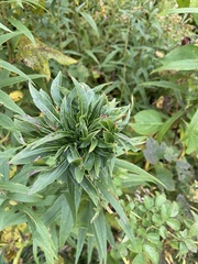 Asphondylia solidaginis