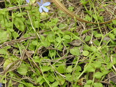 Lobelia quadrangularis