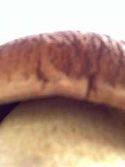 Rugiboletus extremiorientalis