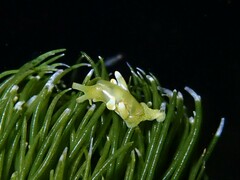 Roburnella wilsoni