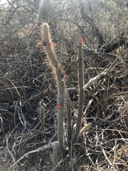 Cleistocactus baumannii
