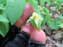 Uvularia grandiflora