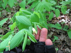 Uvularia grandiflora