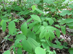 Uvularia grandiflora