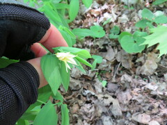 Uvularia grandiflora