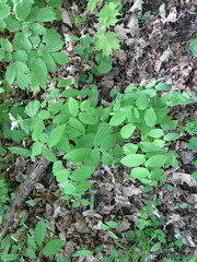 Uvularia grandiflora