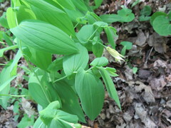 Uvularia grandiflora