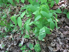 Uvularia grandiflora