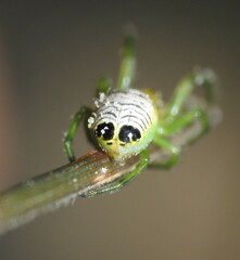 Bijoaraneus praesignis