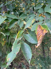 Ulmus americana