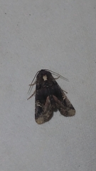 Homophoberia apicosa