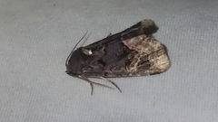 Homophoberia apicosa